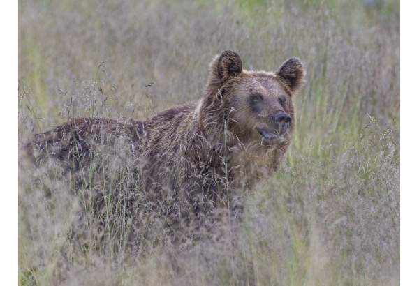 Nightless Night Bear Watching in Kuusamo