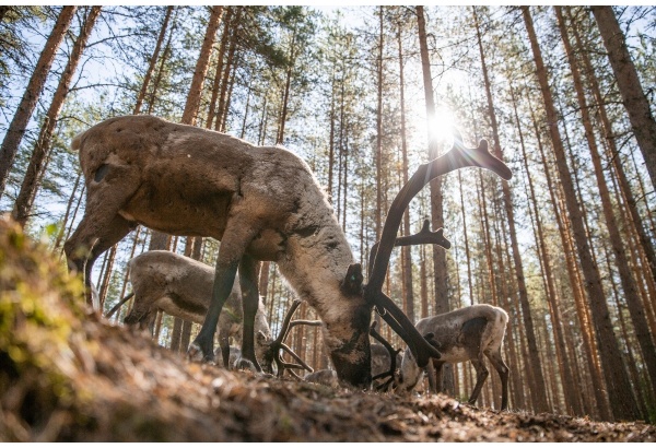 A visit to an authentic reindeer farm and a canoe trip in nature