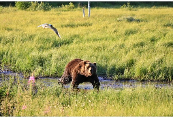 Arctic animal encounter