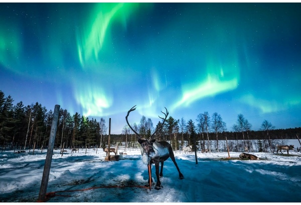 Chasing the northern lights on a reindeer sleigh ride